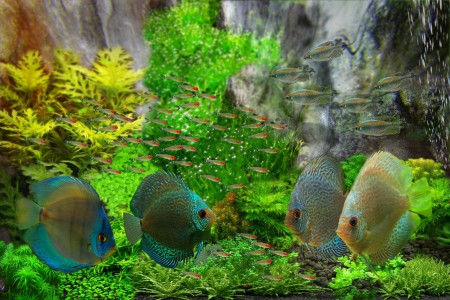 copyright R. Callewaert